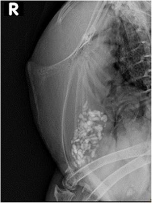 Radiographic Evaluation of Keel Bone Damage in Laying Hens—Morphologic and Temporal Observations in a Longitudinal Study